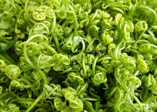 Sayuran Tradisional Daun Pakis Yang Kaya Nutrisi