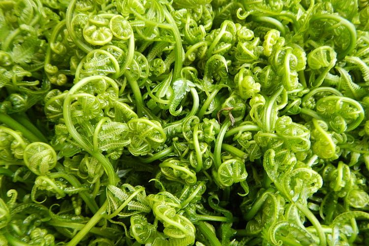 Sayuran Tradisional Daun Pakis Yang Kaya Nutrisi