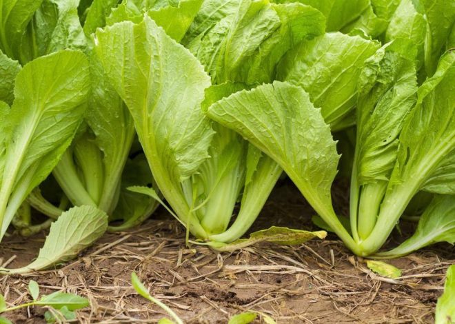 5 Manfaat Sawi Untuk Kesehatan Dan Kandungan Nutrisinya