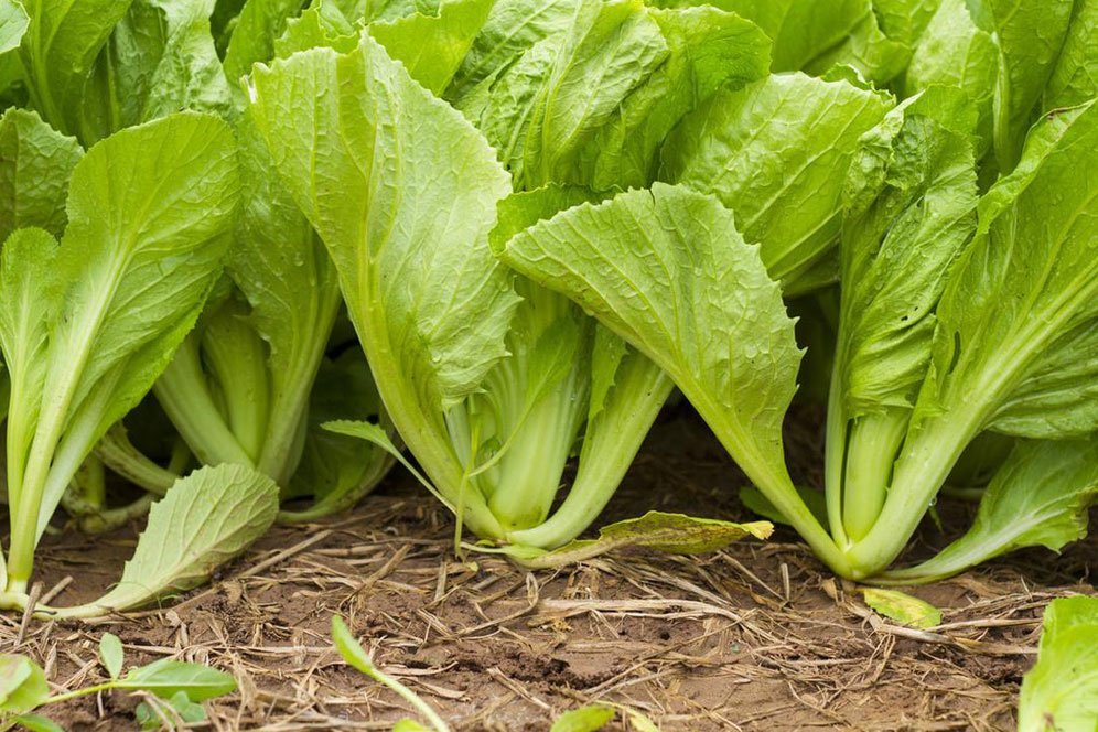 5 Manfaat Sawi Untuk Kesehatan Dan Kandungan Nutrisinya