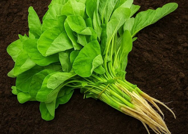 Kandungan Nutrisi Pada Sayur Bayam