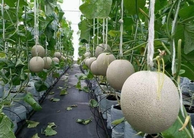Beberapa Jenis Nutrisi untuk Tanaman Melon