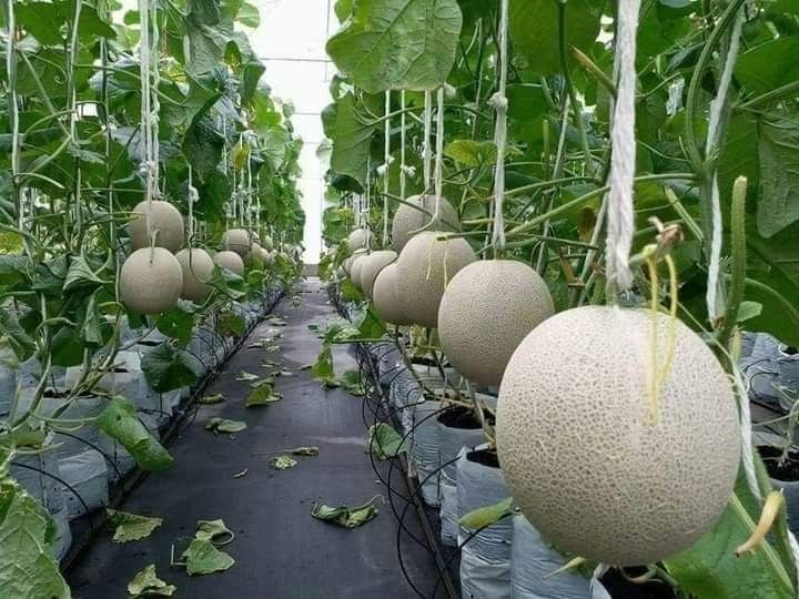 Beberapa Jenis Nutrisi untuk Tanaman Melon