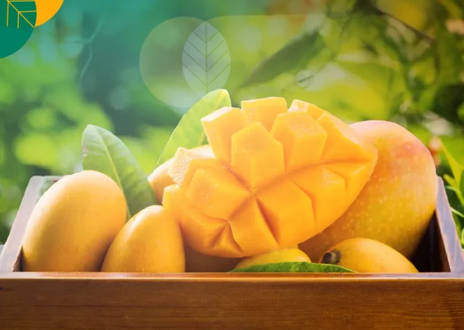 4 Kandungan Nutrisi dan Manfaat Buah Mangga Bagi Kesehatan