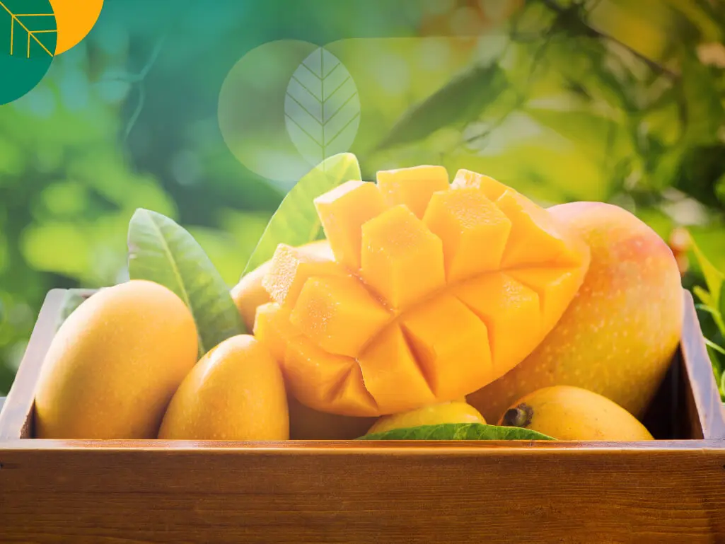 4 Kandungan Nutrisi dan Manfaat Buah Mangga Bagi Kesehatan