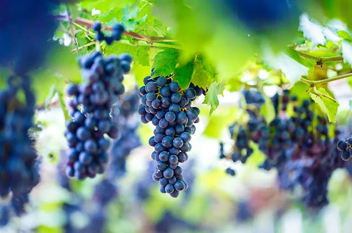 4 Manfaat Buah Anggur Untuk Kesehatan Hingga Bikin Awet Muda